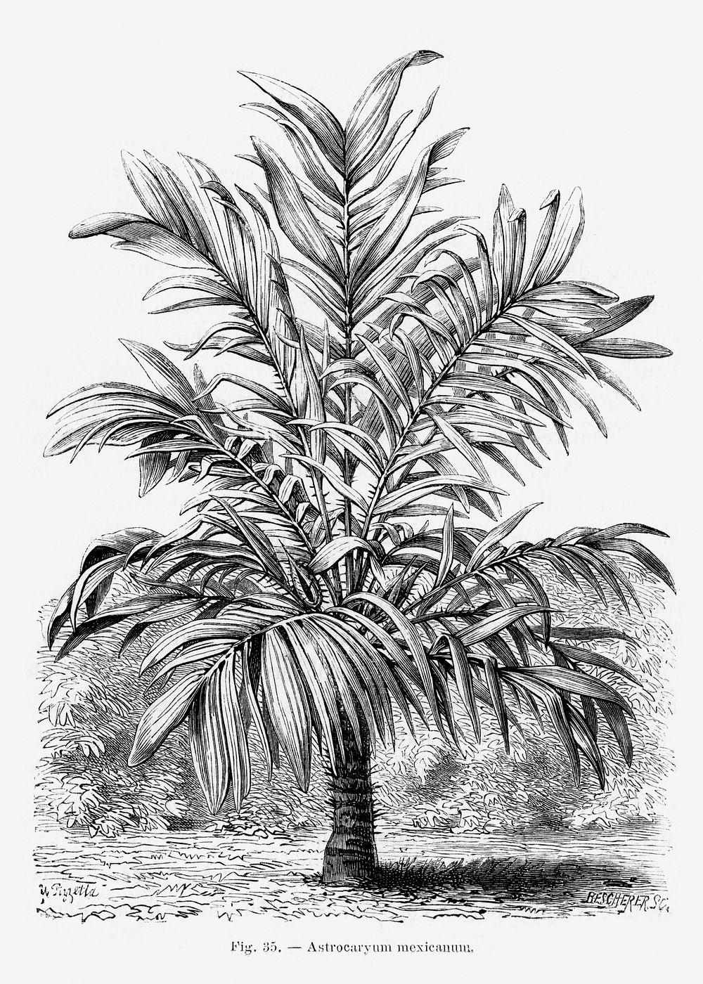 Vintage palm tree drawing. Digitally | Free Photo Illustration - rawpixel