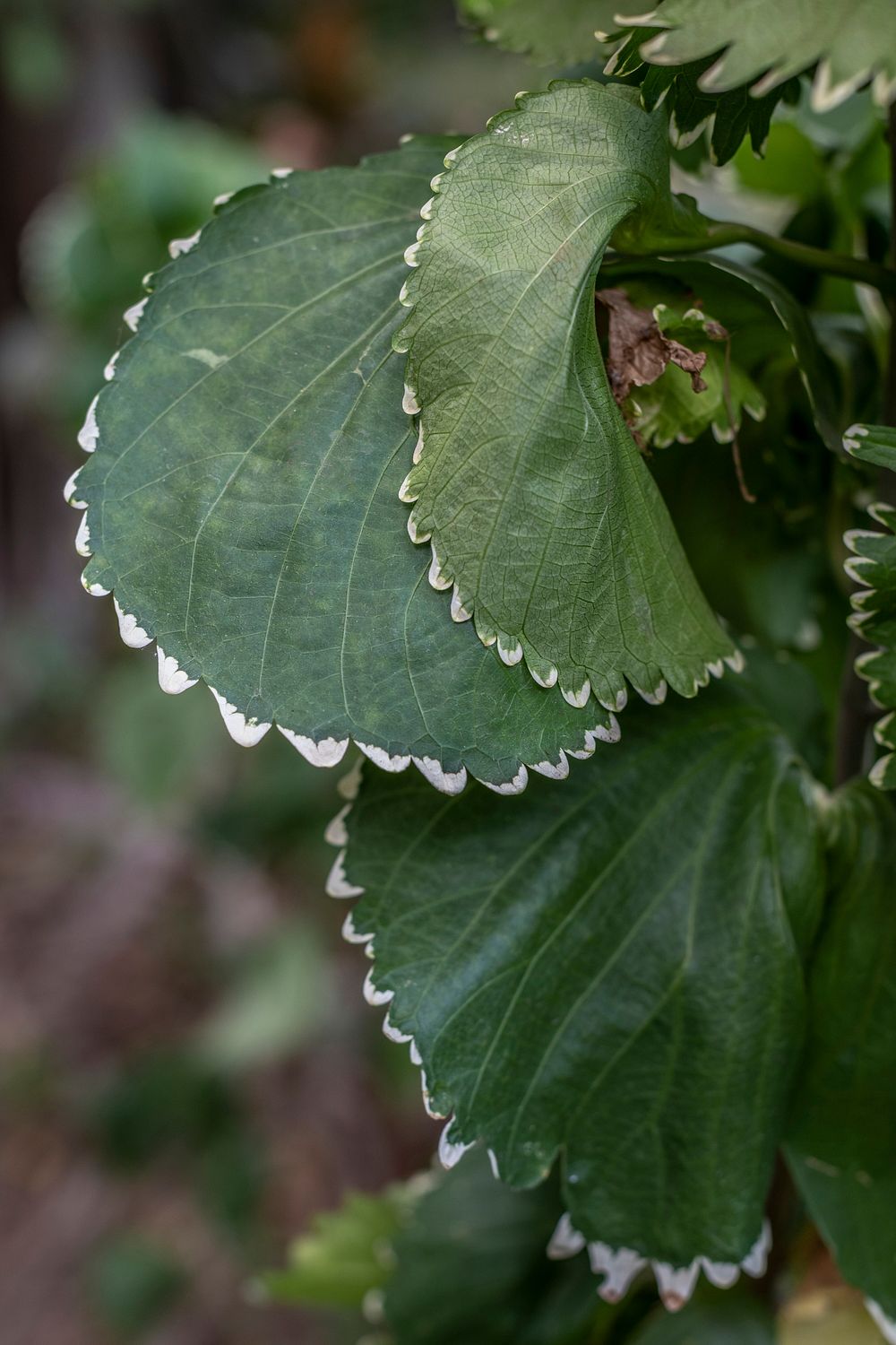 Natural green Acalypha Wilkesiana leaves | Premium Photo - rawpixel