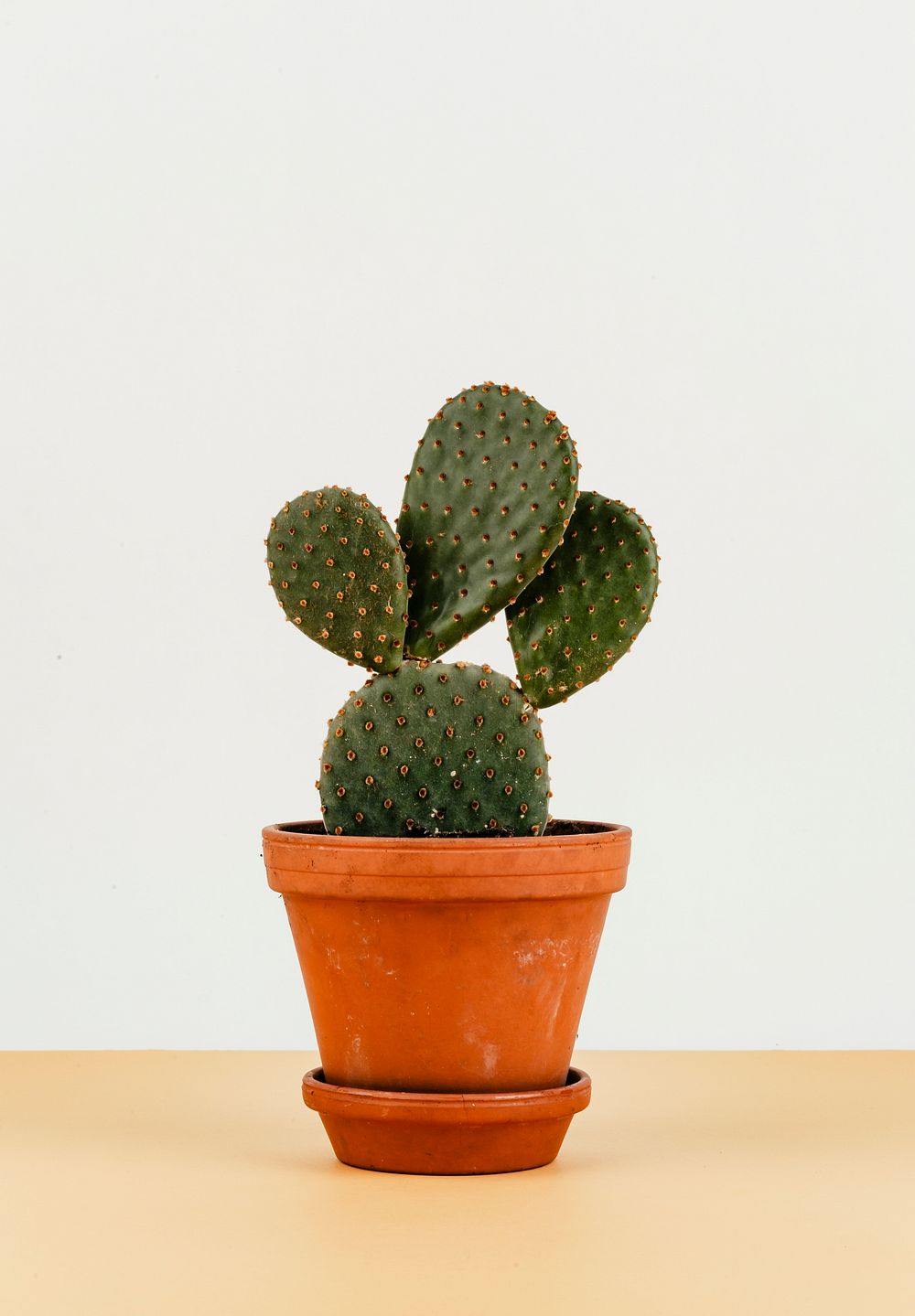 Bunny ears cactus in a flowerpot | Premium Photo - rawpixel