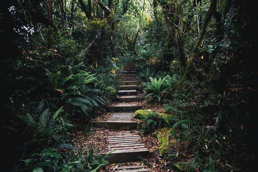 Pathway in a tropical jungle | Premium Photo - rawpixel
