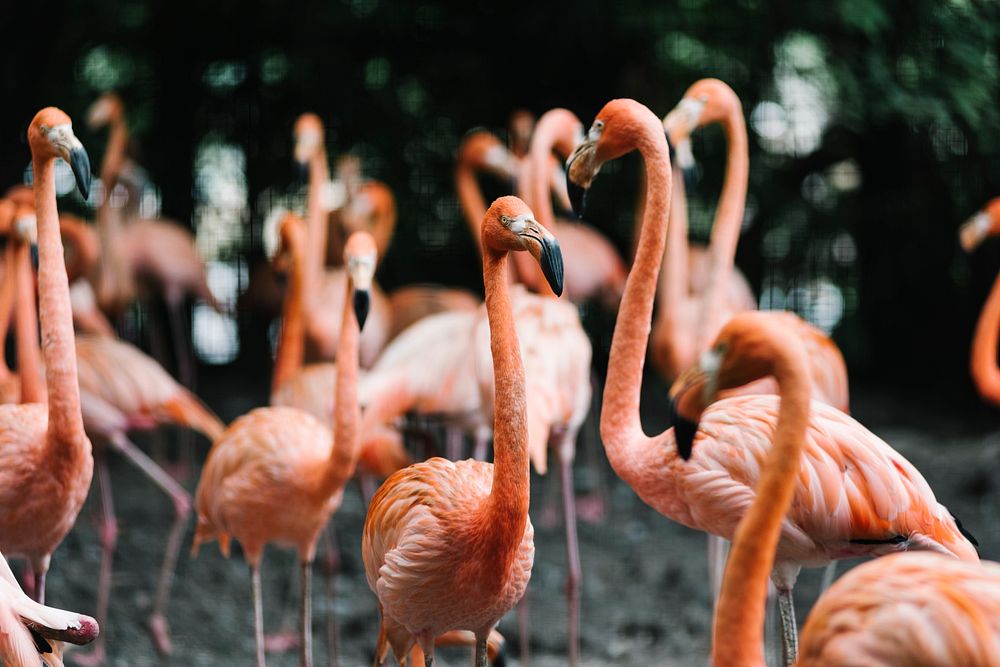 A group of flamingo gathered | Free Photo - rawpixel