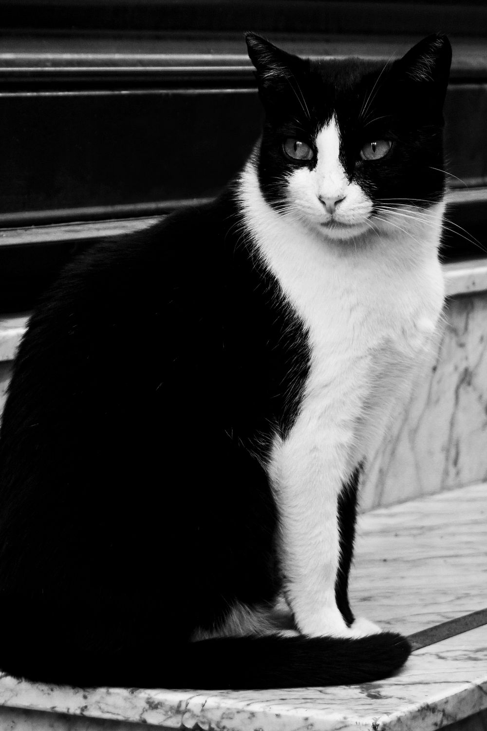 Bicolor cat sitting on a marble | Free Photo - rawpixel