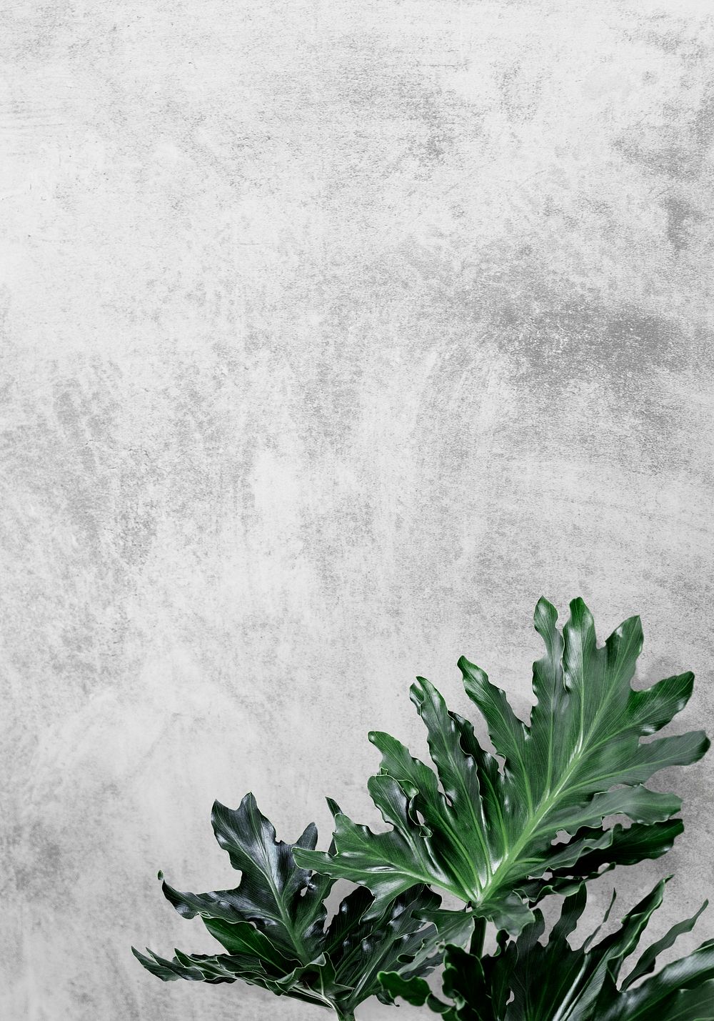 Philodendron xanadu leaf on gray | Premium PSD - rawpixel