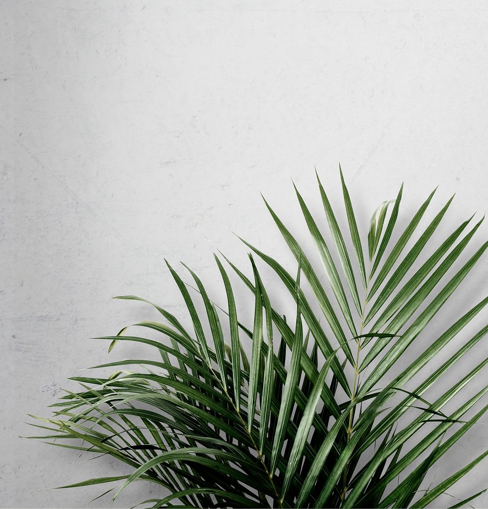 Areca palm on gray background | Premium PSD Mockup - rawpixel