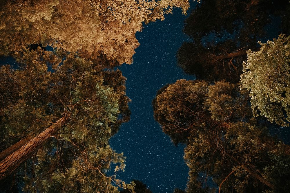 Night view of treetops at Yosemite Premium Photo rawpixel