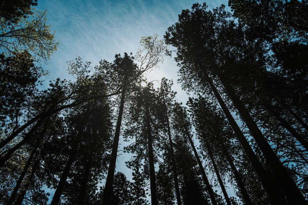 Treetops at Yosemite National Park, Free Photo rawpixel