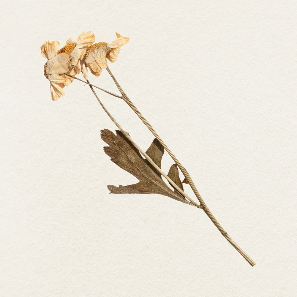 Dried flower illustration psd | Premium PSD - rawpixel