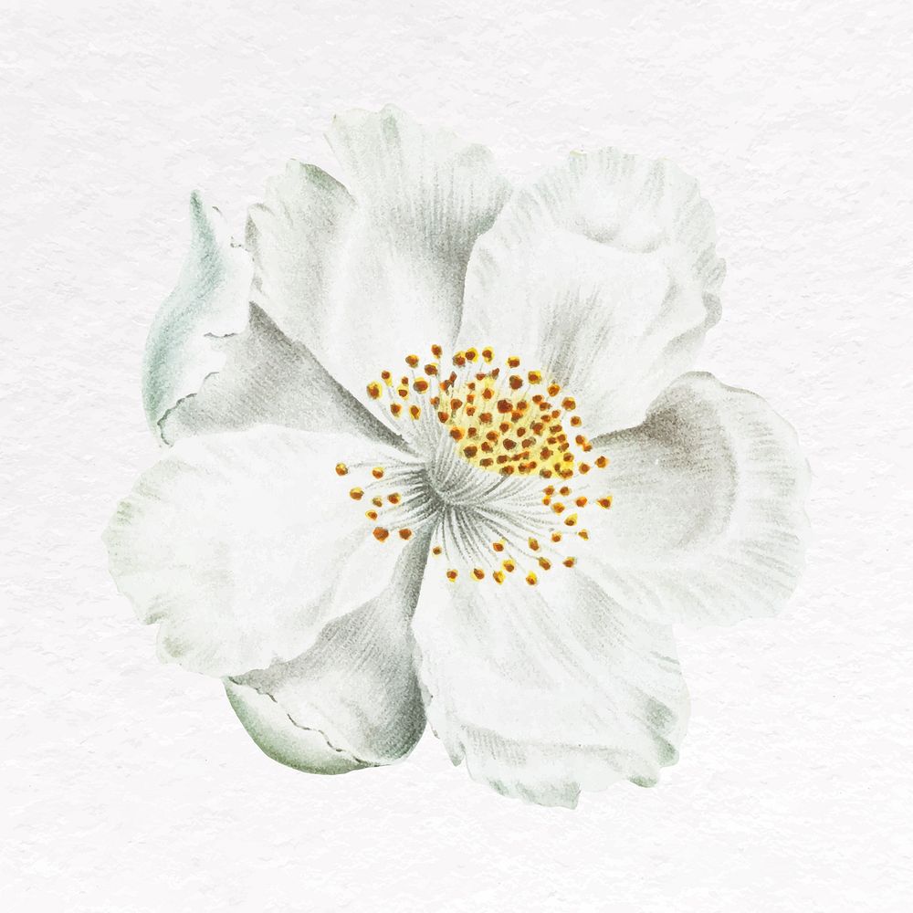 White flower clip art, jasmine | Premium Vector - rawpixel