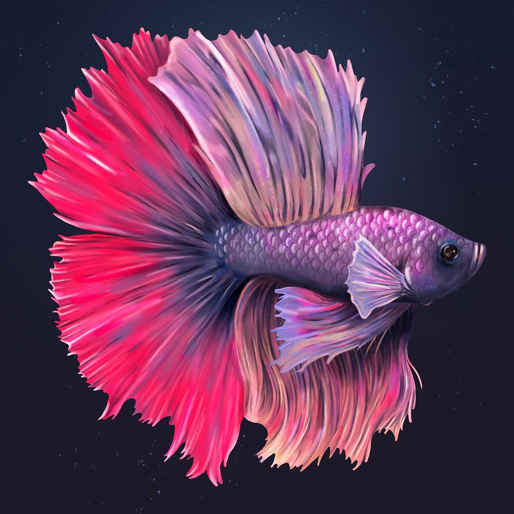 Purple and pink betta fish | Premium PSD Illustration - rawpixel