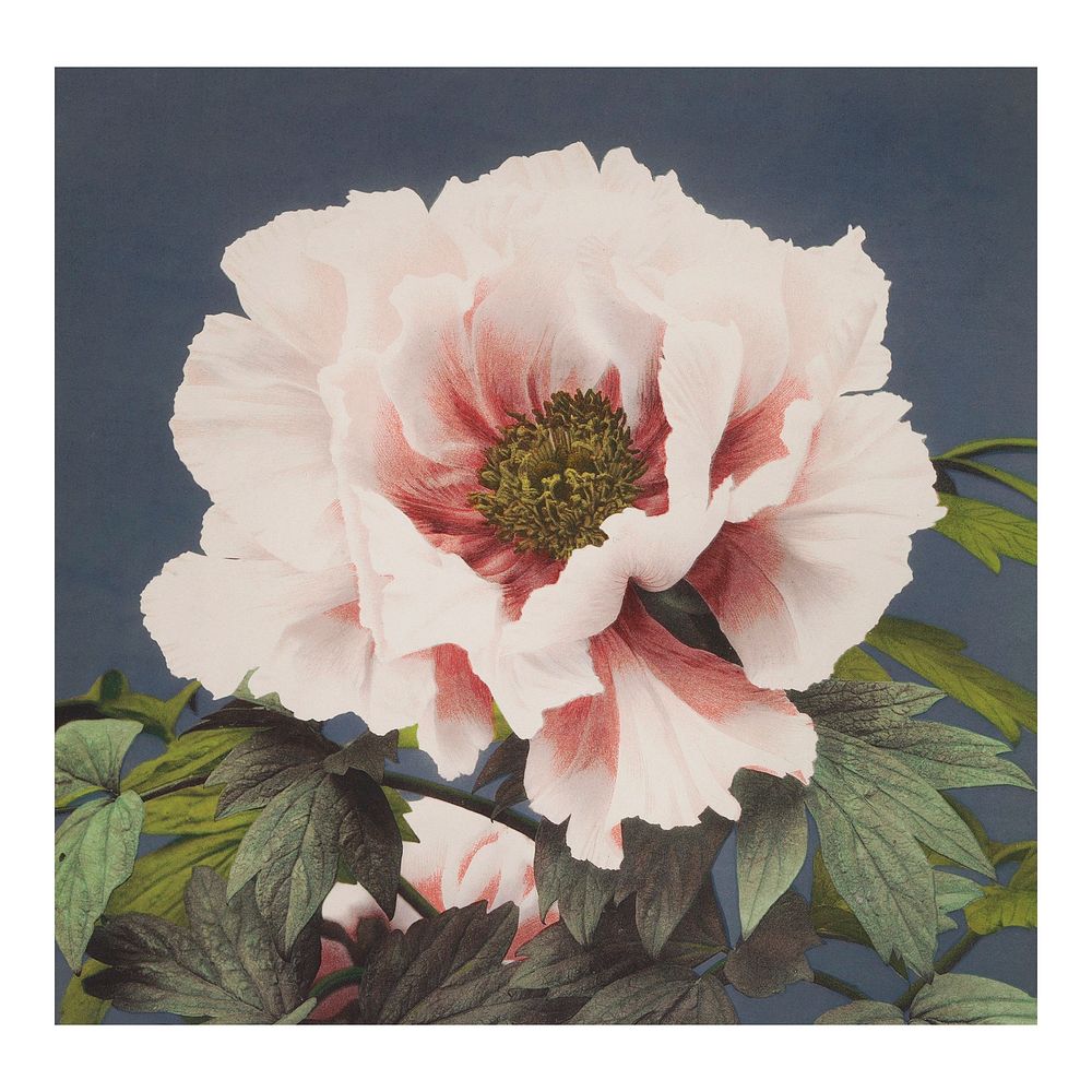 Vintage peony illustration wall art | Photo - rawpixel