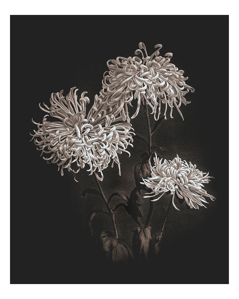 Three white chrysanthemums vintage illustration Premium Photo rawpixel