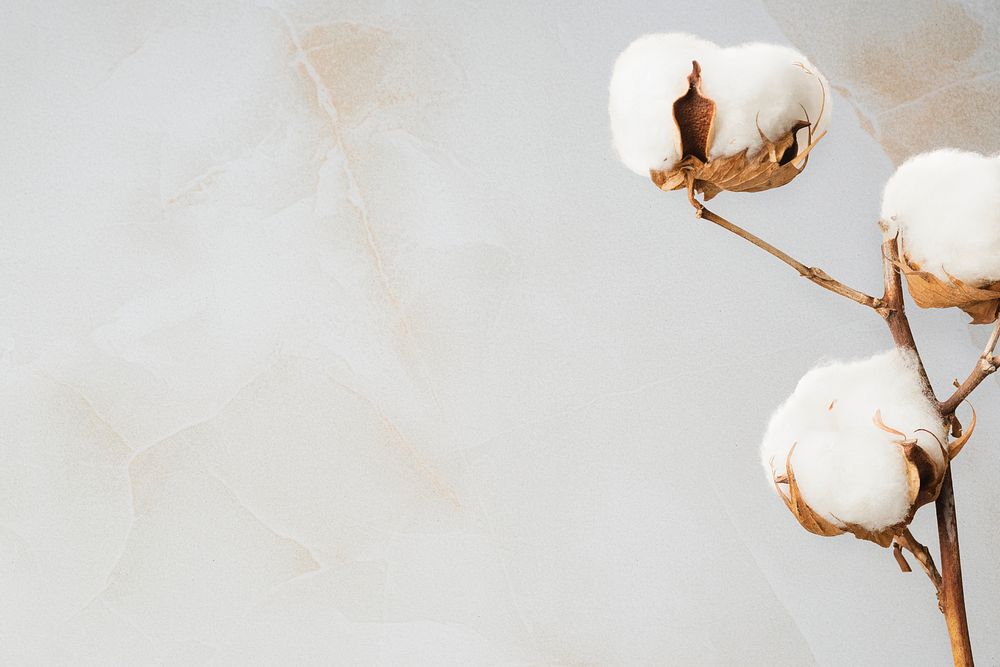 Cotton flower background and design | Premium PSD - rawpixel