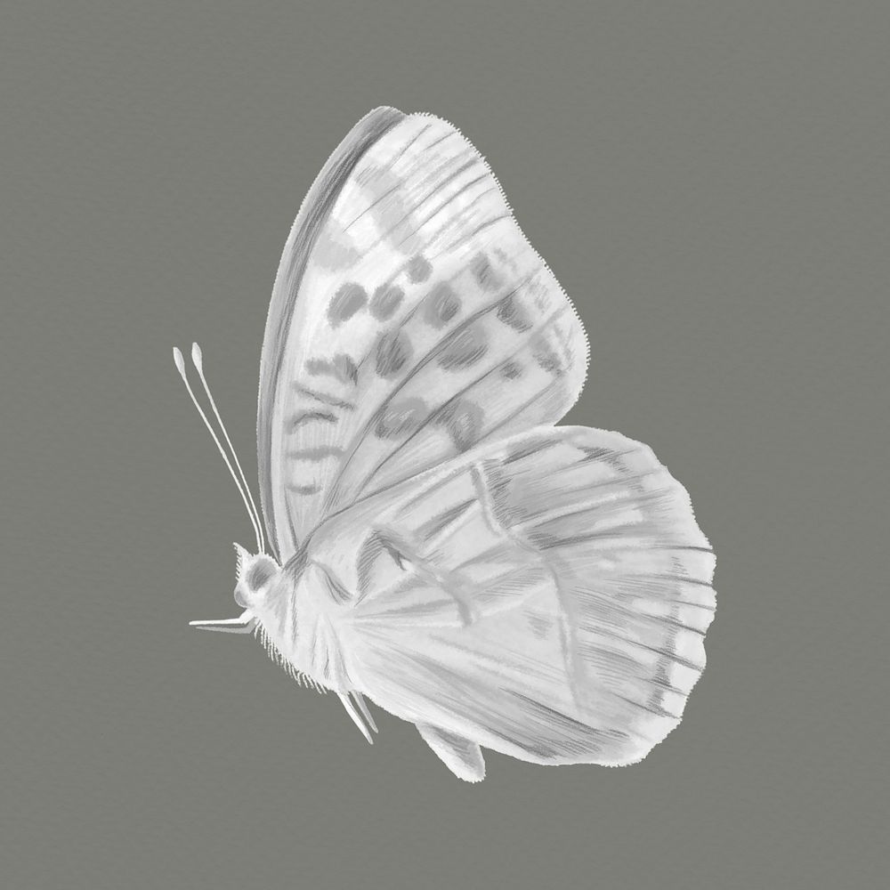 Black & white butterfly clipart, | Free Photo - rawpixel