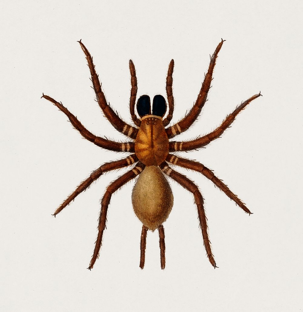 Black tunnelweb spider (Mygale quoyi) | Premium PSD - rawpixel