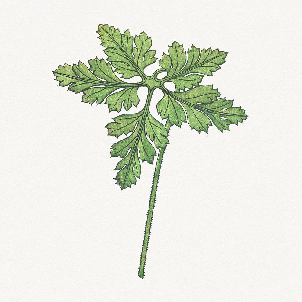 Vintage geranium leaf design element | Premium PSD Illustration - rawpixel