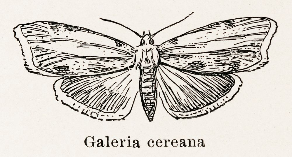 Greater Wax Moth (Galeria cereana). Free Photo Illustration rawpixel