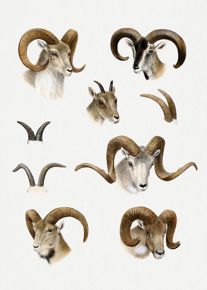 Vintage animal illustration. Digitally enhanced | Free Photo