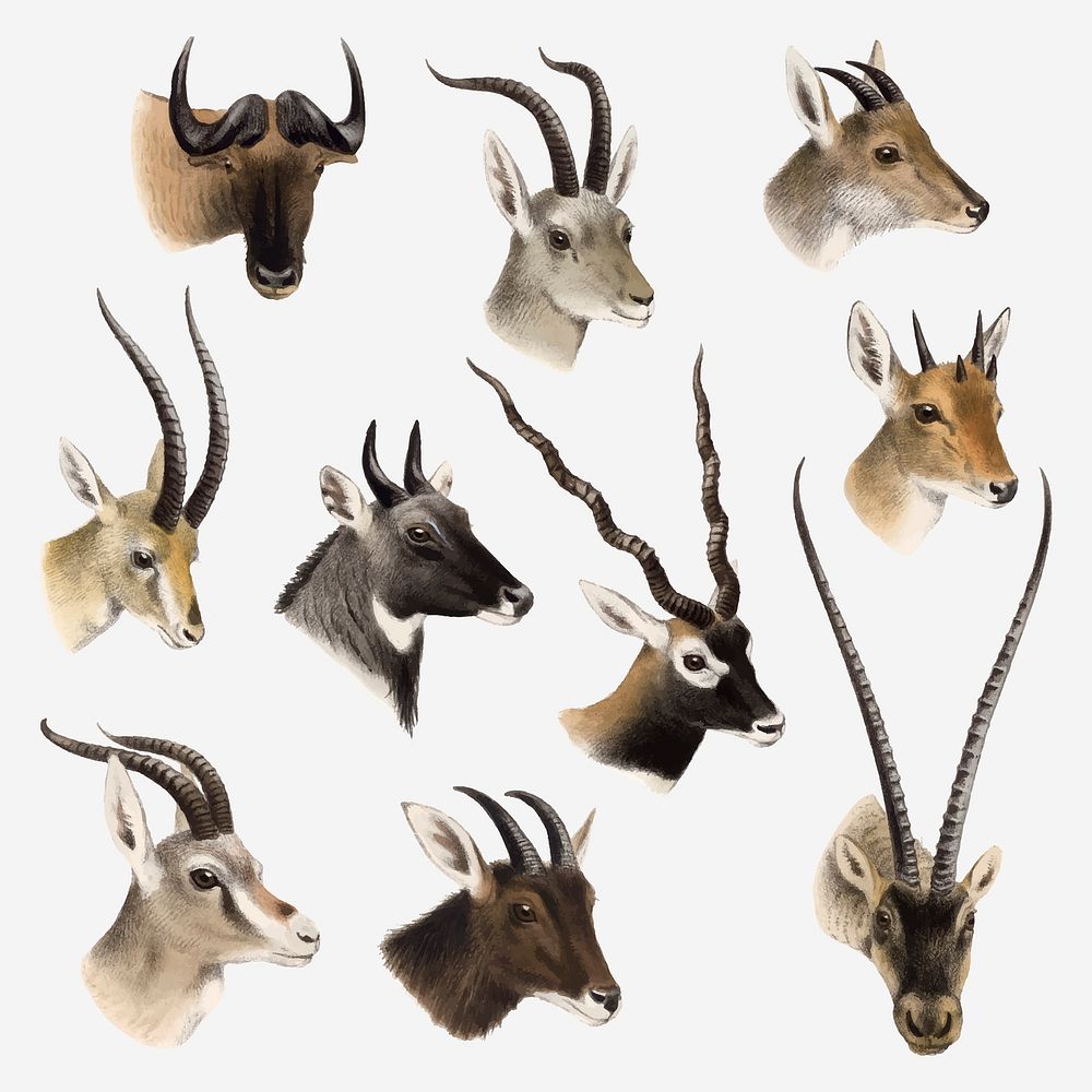 Animal drawing collage element, vintage | Vector - rawpixel