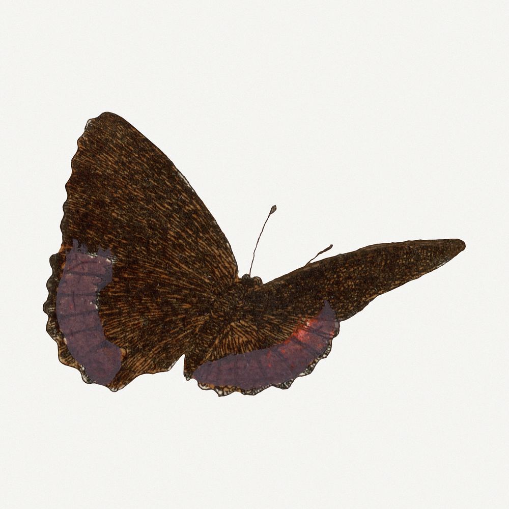 Butterfly illustration, aesthetic painting Premium Photo Illustration