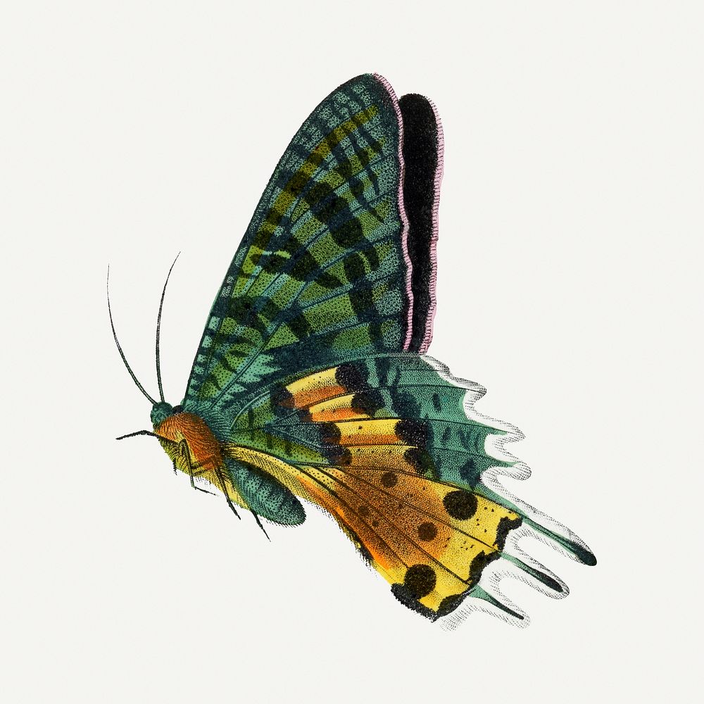 Butterfly illustration, aesthetic painting Premium Photo Illustration