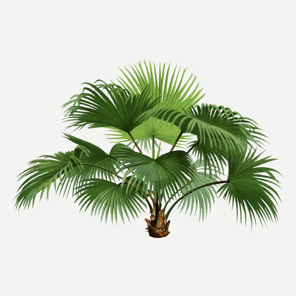 Palm tree clip art, aesthetic | Premium Vector Illustration - rawpixel