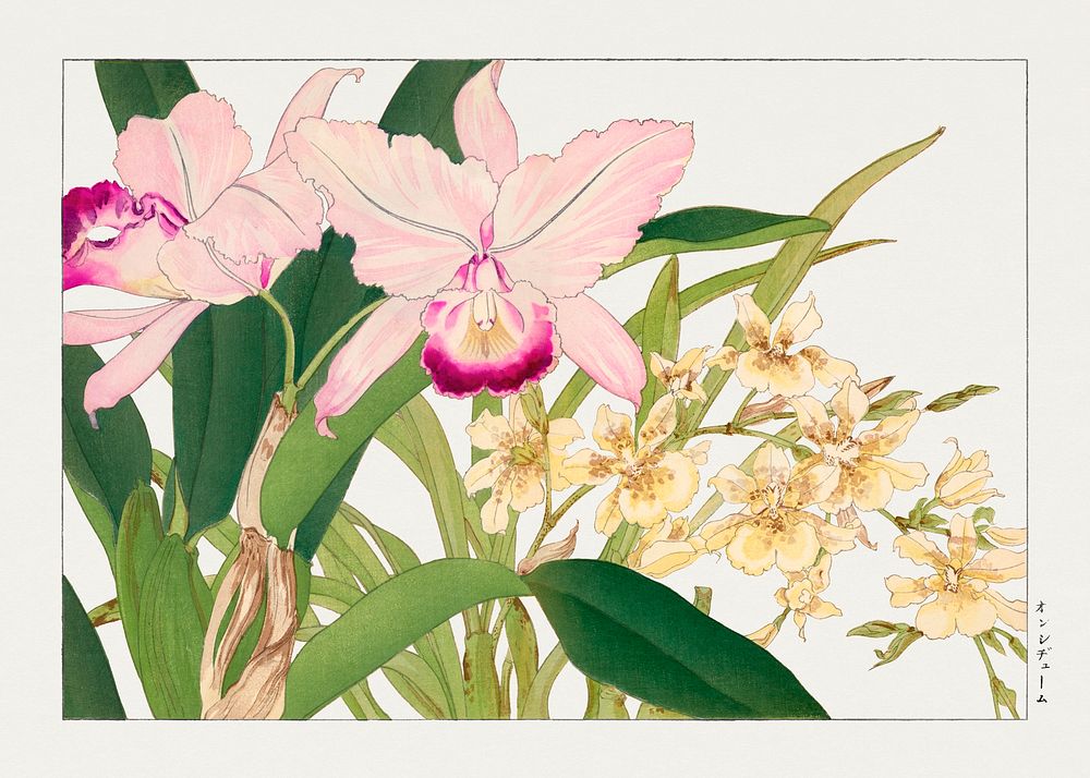 Oncidium woodblock painting by Tanigami | Free Photo Illustration ...