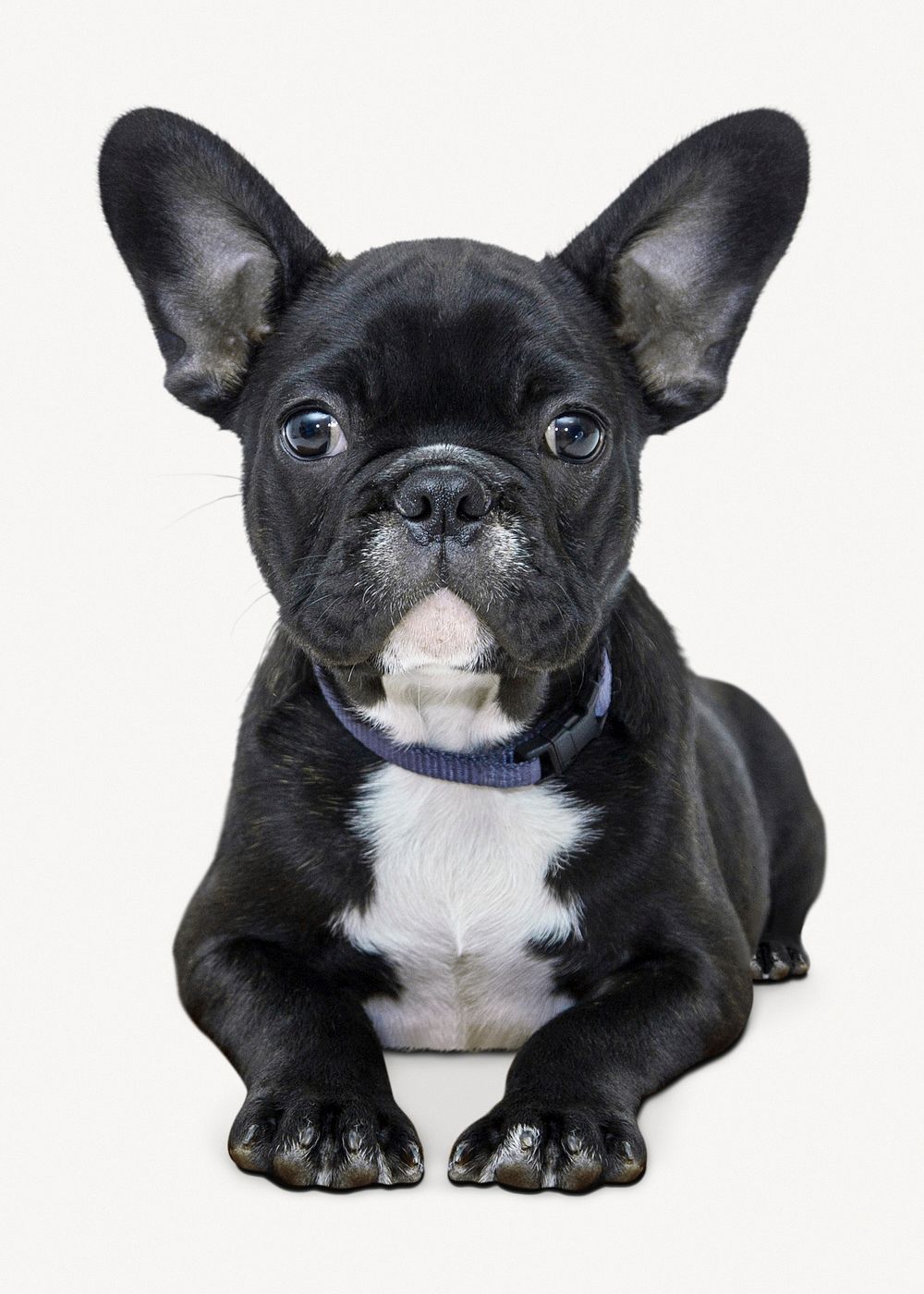 French Bulldog isolated on white, | Free PSD - rawpixel