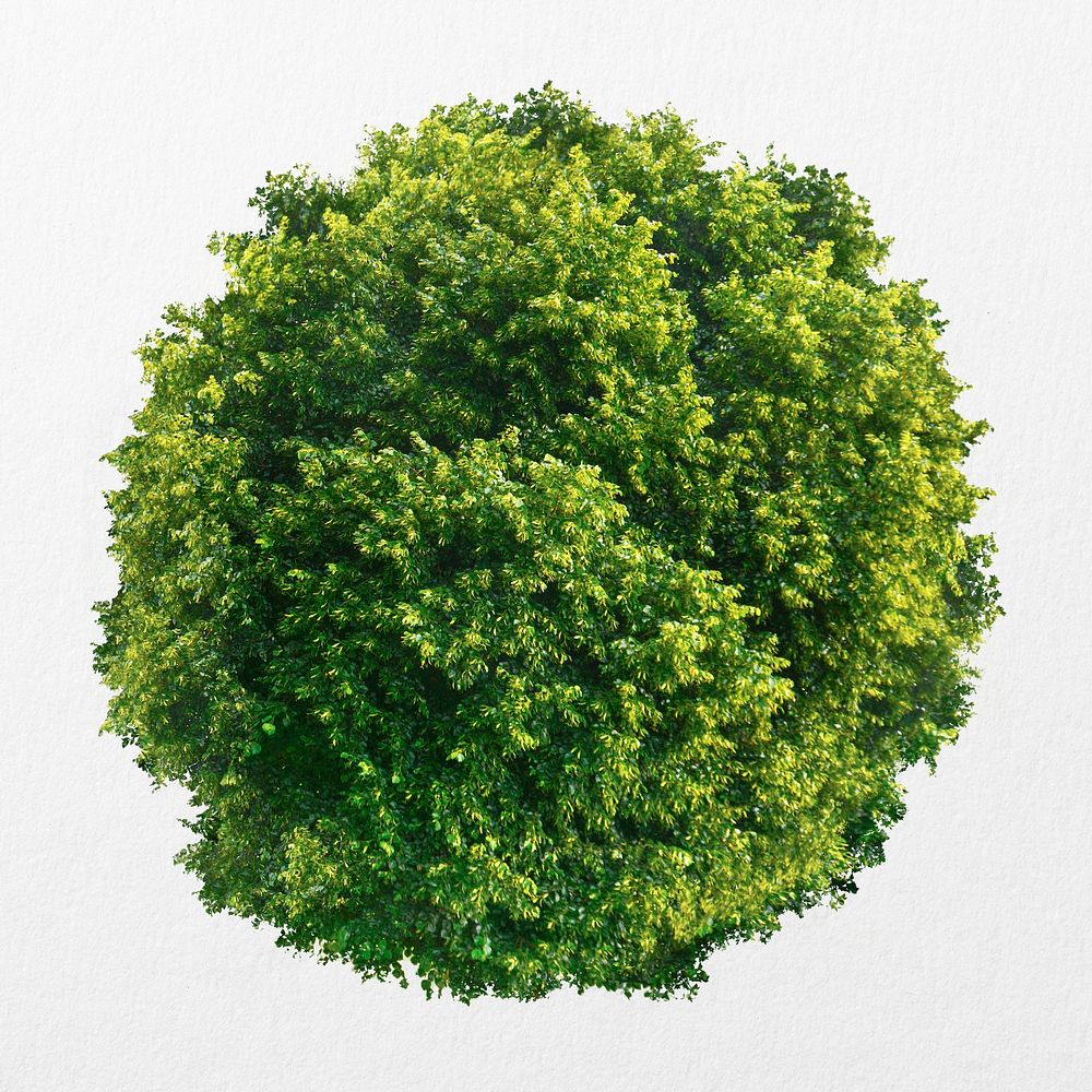 Tree top view isolated on white, | Premium PSD - rawpixel