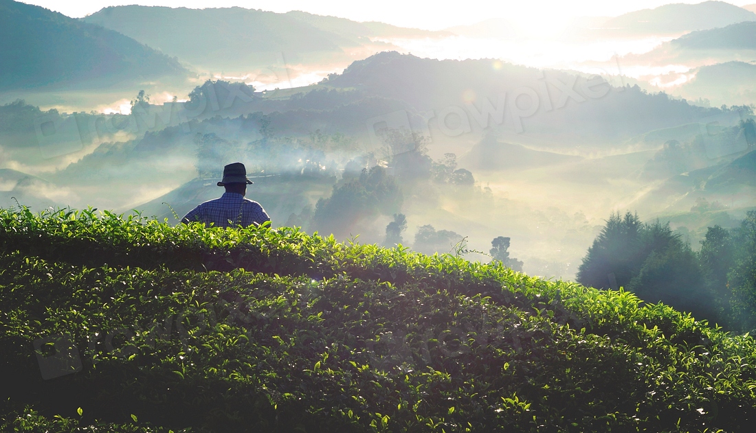 Farmer tea plantation Malaysia | Premium Photo - rawpixel