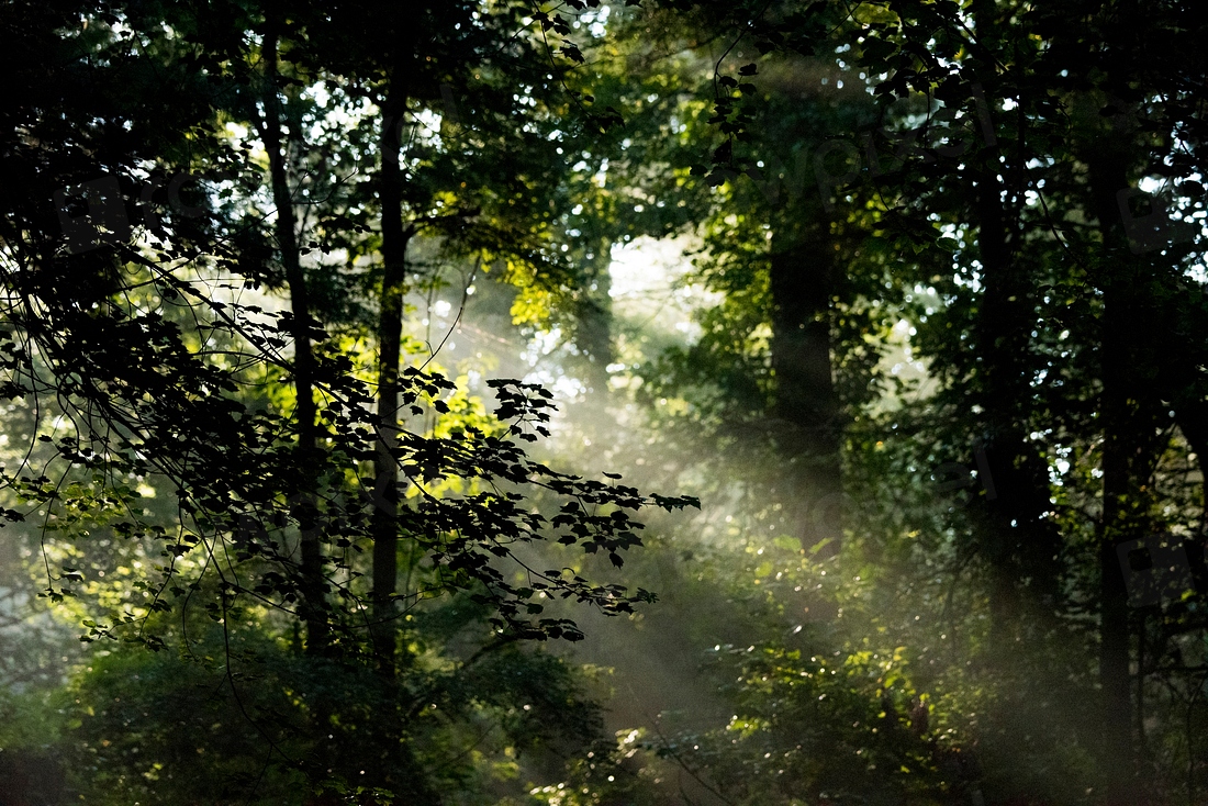 An early morning scene Davidson | Free Photo - rawpixel