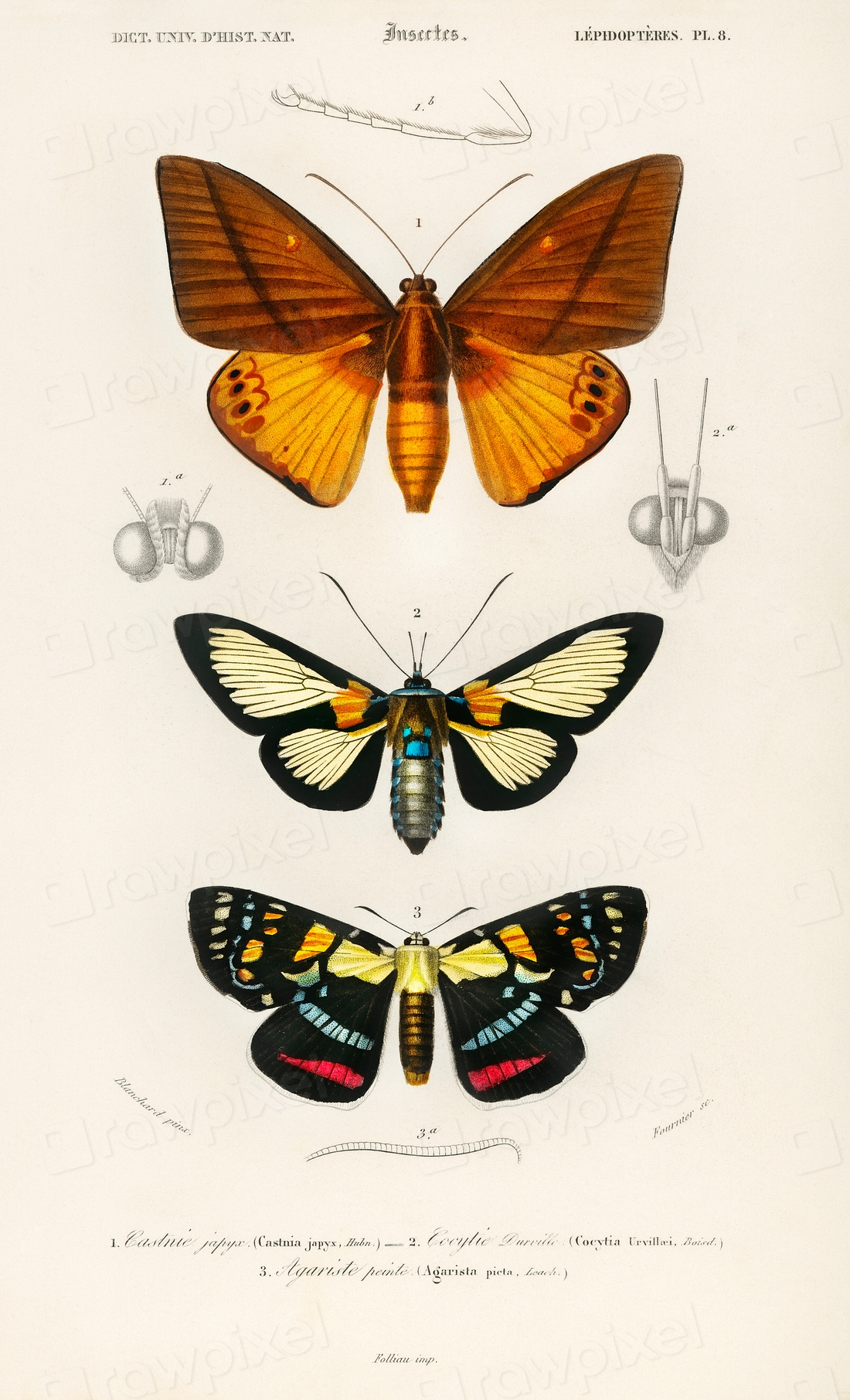 Collection of moths illustrated by Charles | Free Photo Illustration ...