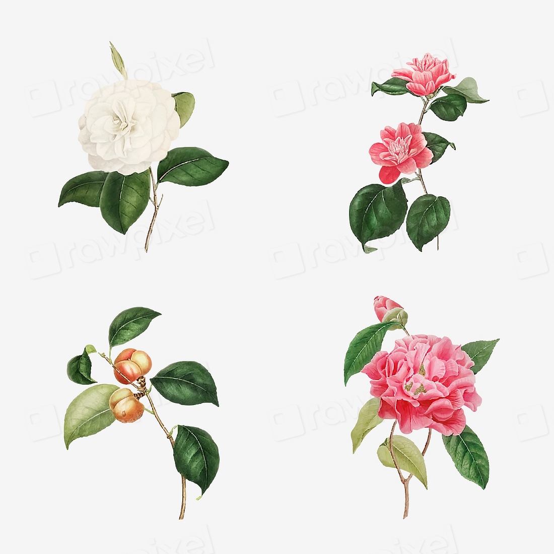 Vintage set pink Camellia flowers | Premium Vector - rawpixel
