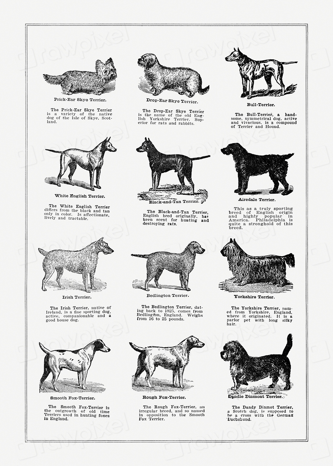 Dog breeds poster. Digitally enhanced | Free Photo Illustration - rawpixel