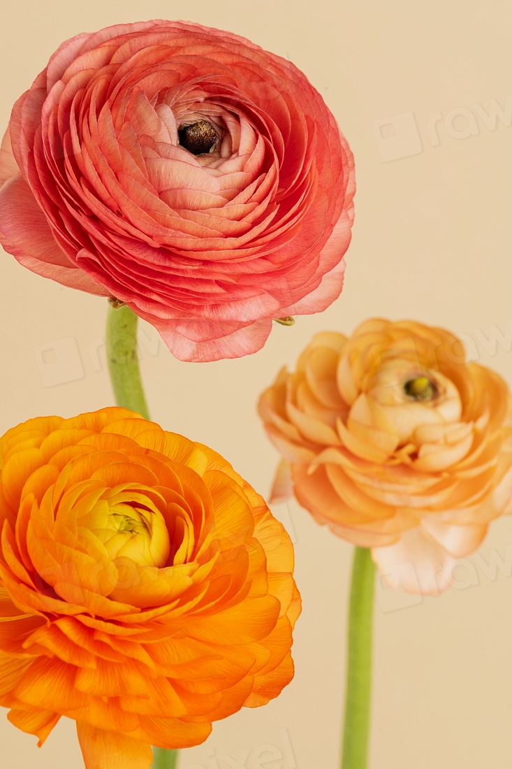 Blooming ranunculus flowers | Premium Photo - rawpixel