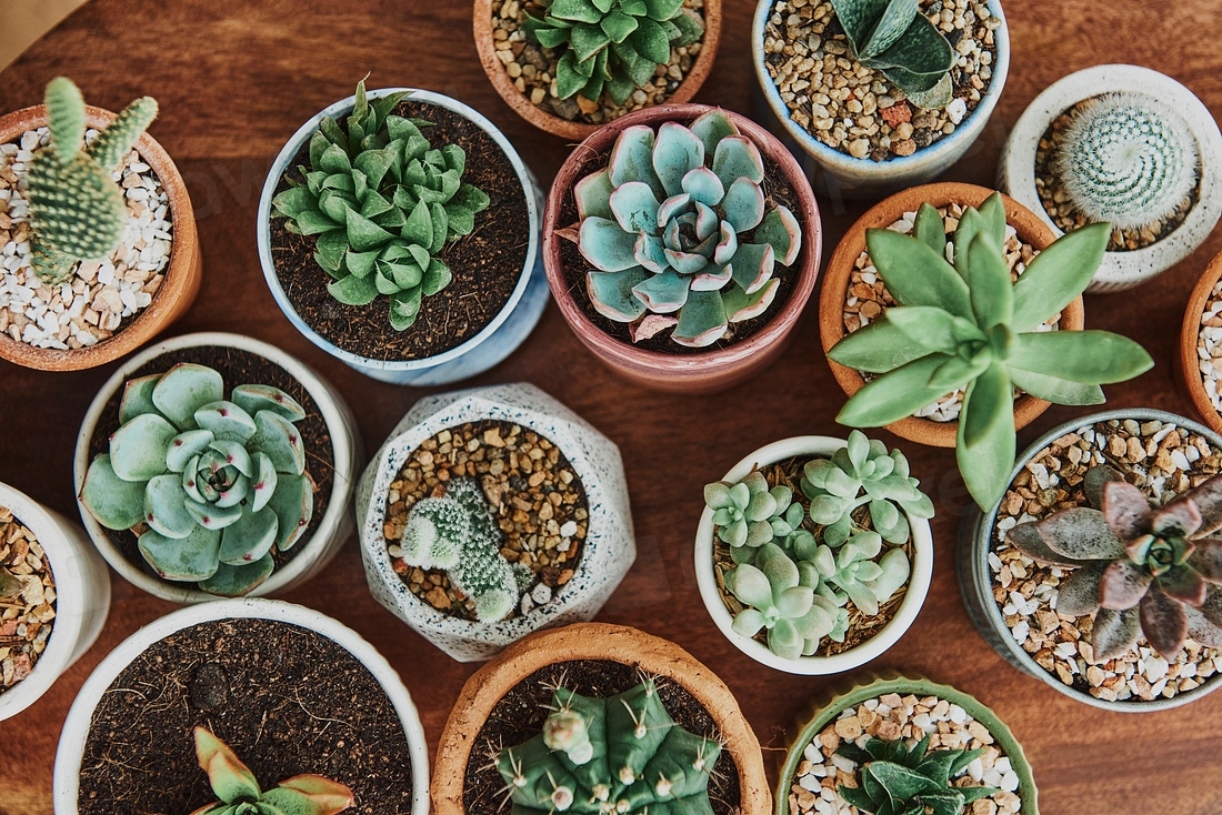 Mixed cacti and succulents tiny | Premium Photo - rawpixel