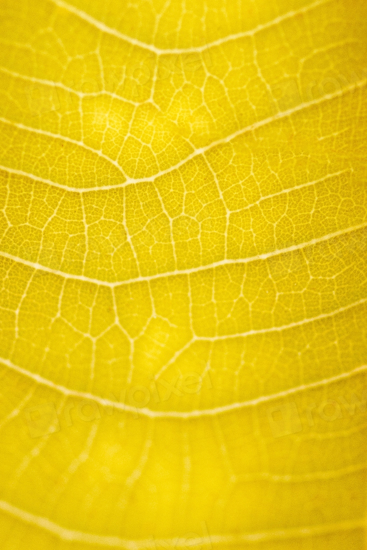 Yellow leaf texture macro photography | Premium Photo - rawpixel