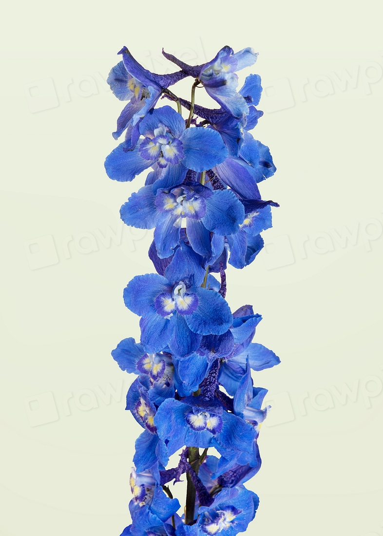 Blooming blue delphinium flower gray Premium PSD rawpixel