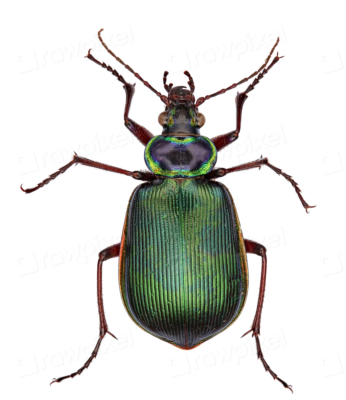 Calosoma scrutatorTexas: Ellis Co.Midlothian, 5 | Free Photo - rawpixel