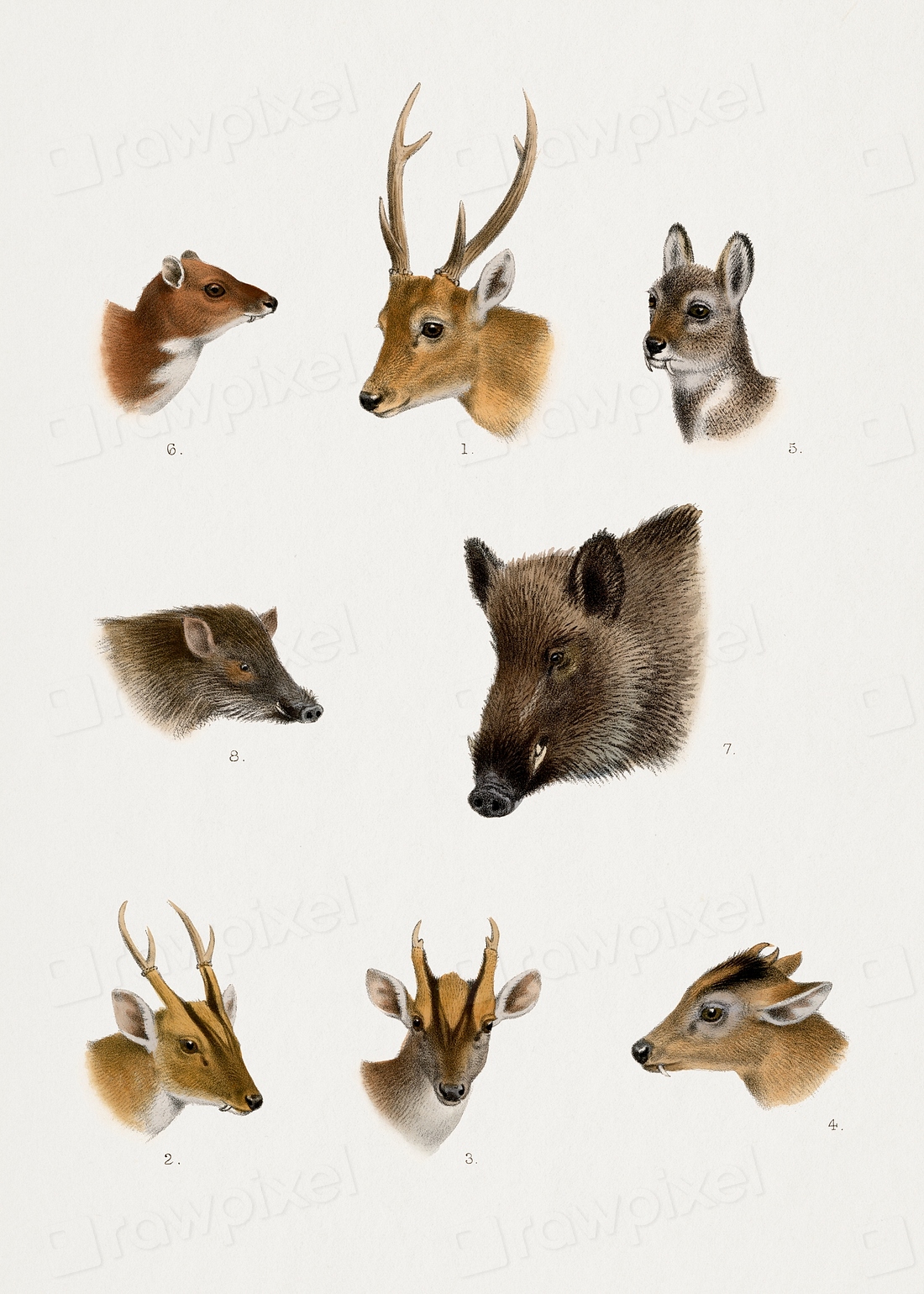 Wildlife lithographs collection. Digitally enhanced | Free Photo ...