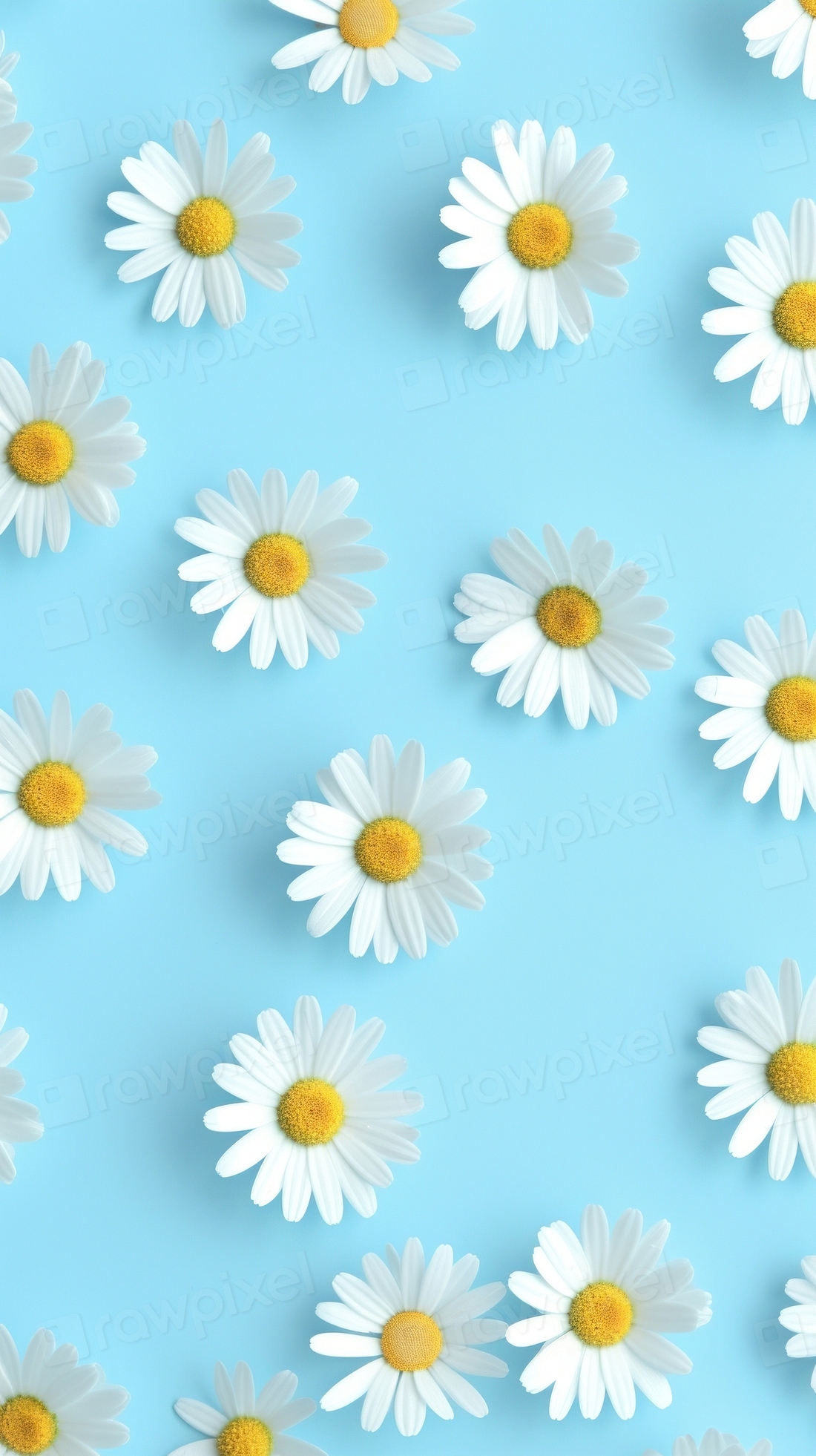 Daisies backgrounds wallpaper flower. | Premium Photo Illustration ...