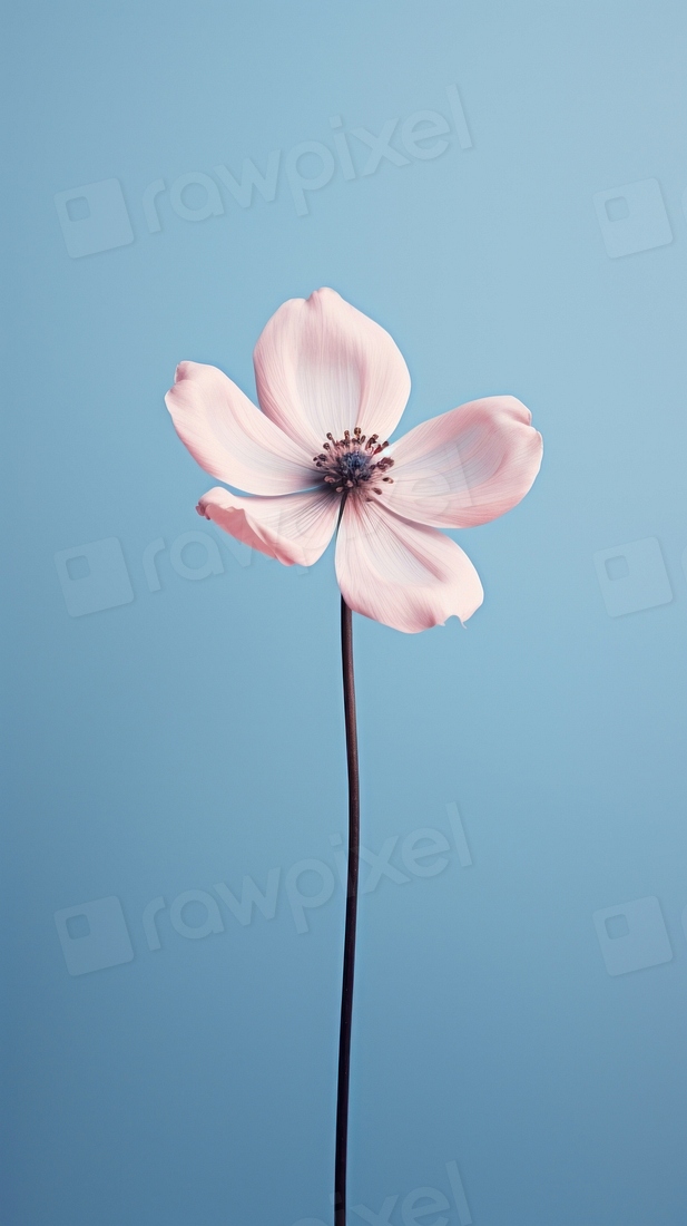 Beautiful little flower blossom petal | Free Photo - rawpixel