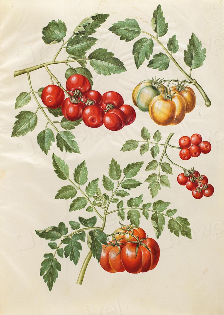 Solanum lycopersicum L. (common tomato) | Free Photo Illustration ...