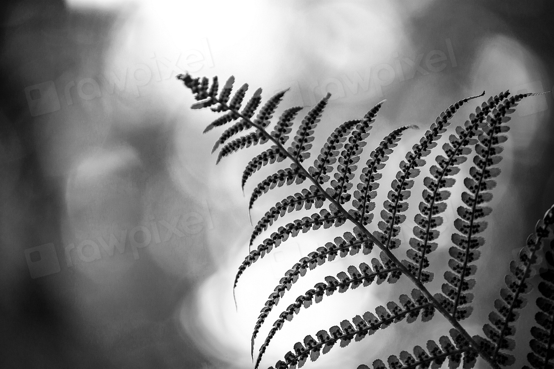 Close fern leaf | Free Photo - rawpixel