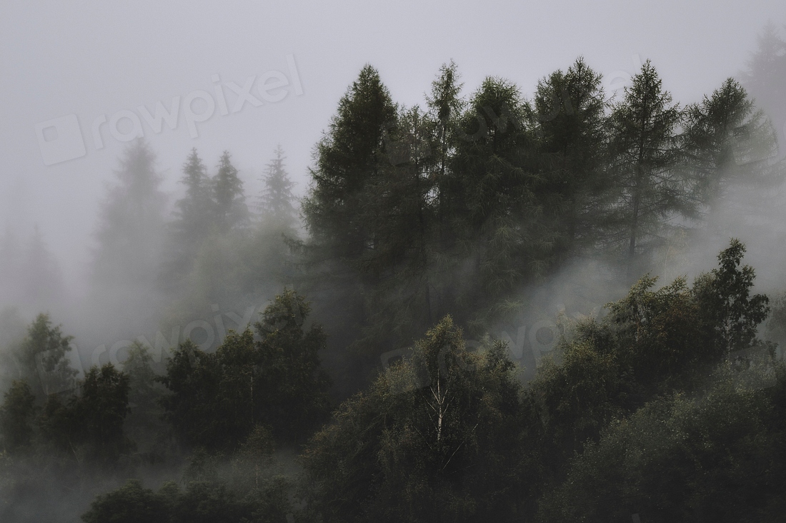 Pine Forest In The Mist 