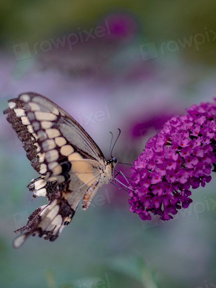 Closeup Swallowtail Butterfly And Butterfly Free Photo Rawpixel CzNmcy1wcml2YXRlL3Jhd3BpeGVsX2ltYWdlcy93ZWJzaXRlX2NvbnRlbnQvbHIvYTAyOC1hYXJvbmJ1cmRlbi1zZXAxOC0xMDY2ODc4LmpwZw