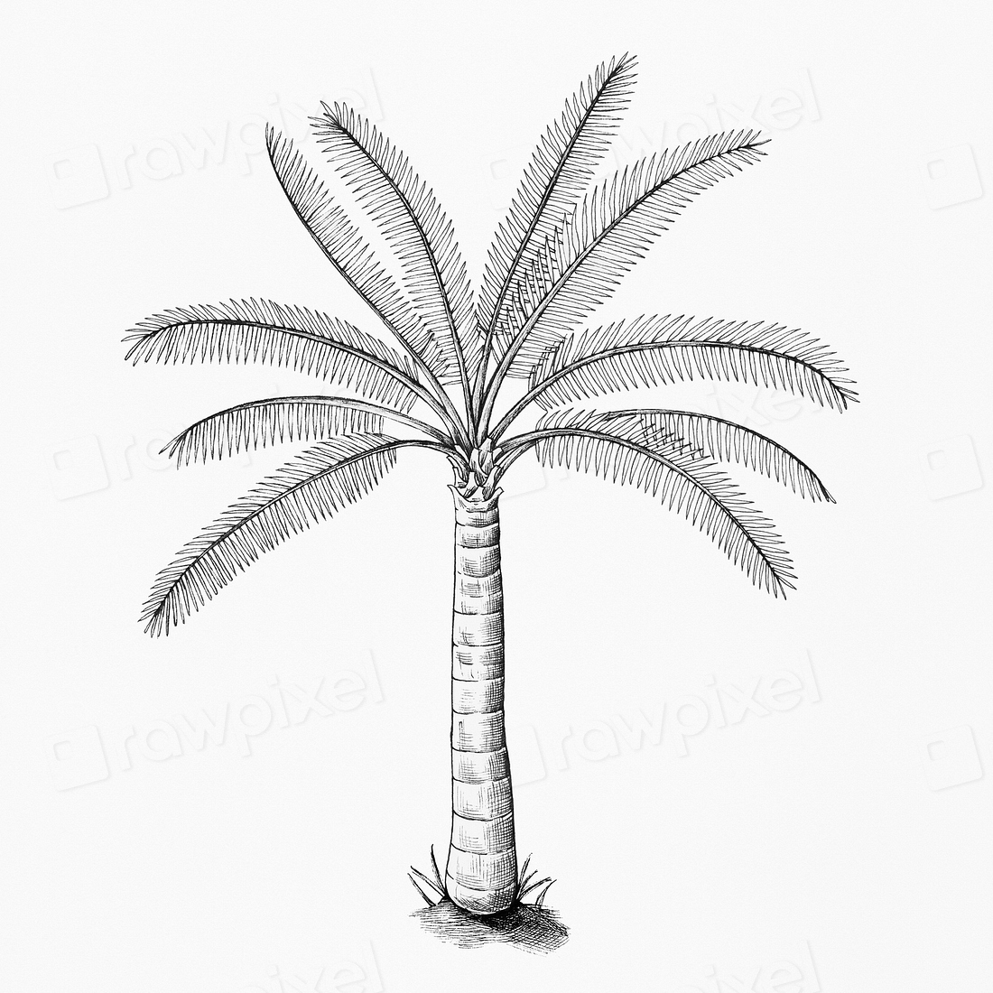 Hand drawn palm tree illustration Premium PSD rawpixel