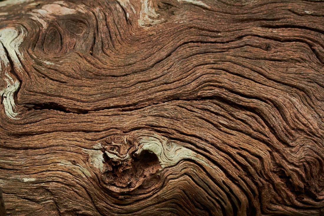 Tree texture. Original public domain | Free Photo - rawpixel