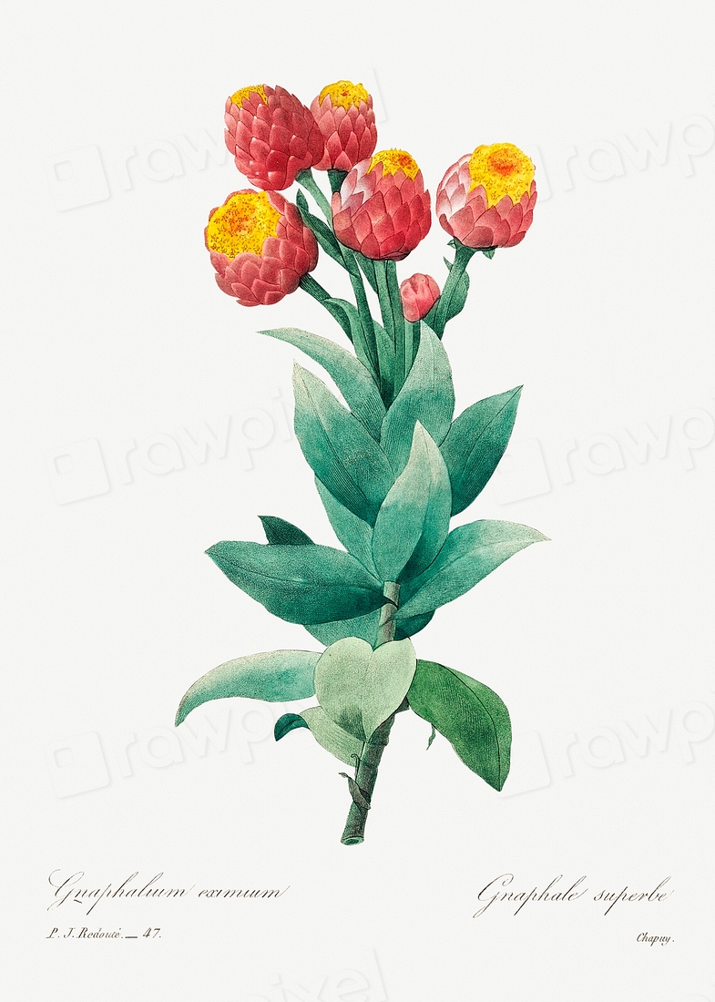 Cudweed Pierre-Joseph Redouté (1759–1840). Original | Free Photo