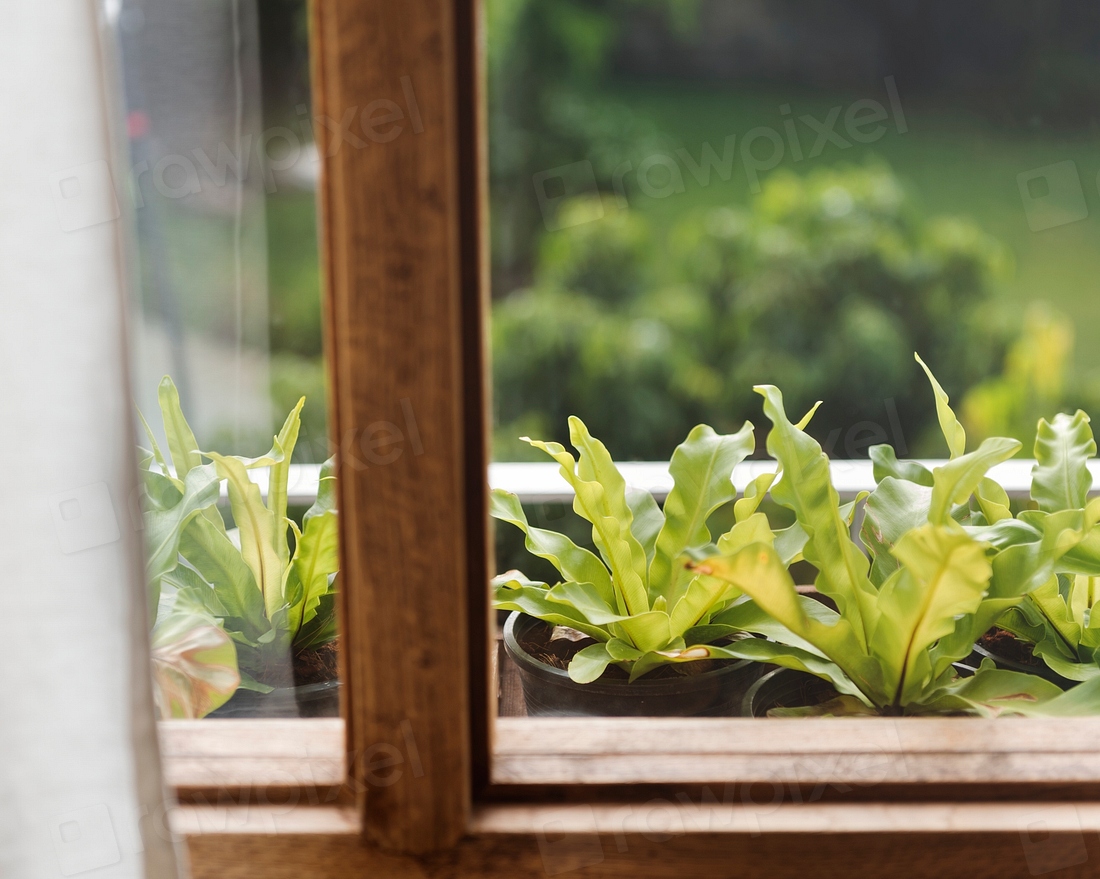 Beautiful greenery | Premium Photo - rawpixel