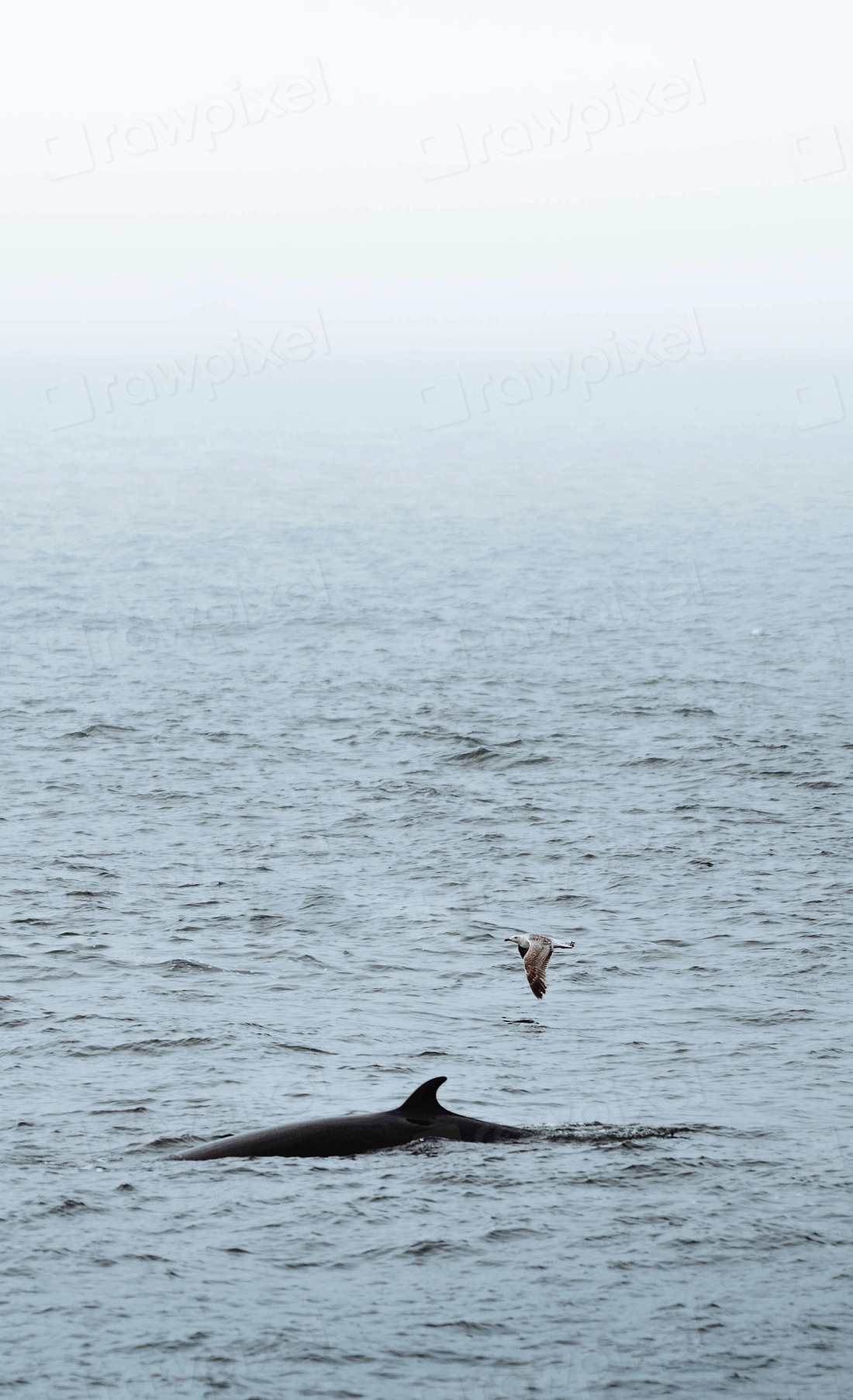 Whale Atlantic Ocean, Iceland | Premium Photo - rawpixel